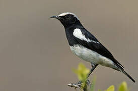 Mountain Wheatear