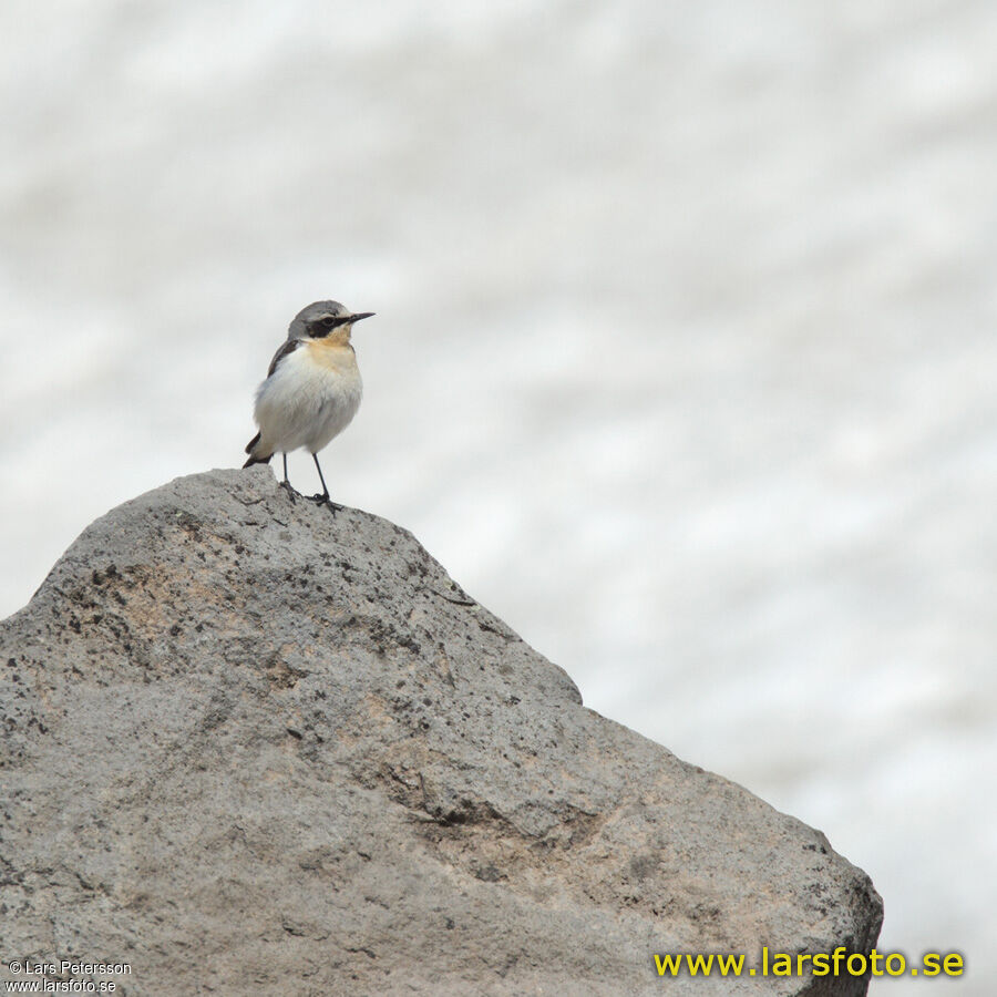 Northern Wheatear