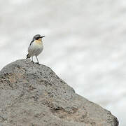 Northern Wheatear