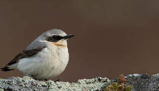 Northern Wheatear