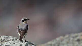 Northern Wheatear