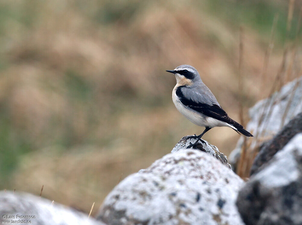 Northern Wheatear