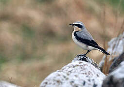 Northern Wheatear