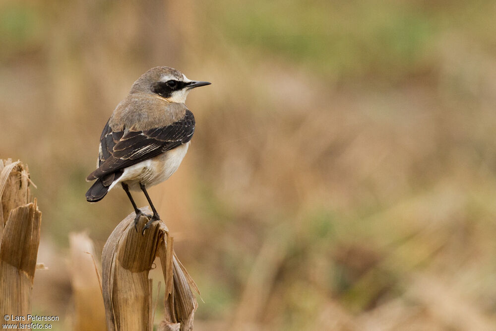 Northern Wheatear