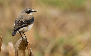 Northern Wheatear