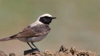 Eastern Black-eared Wheatear