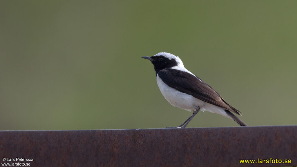 Eastern Black-eared Wheatear