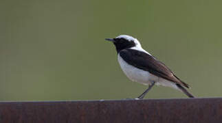 Eastern Black-eared Wheatear