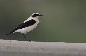 Eastern Black-eared Wheatear