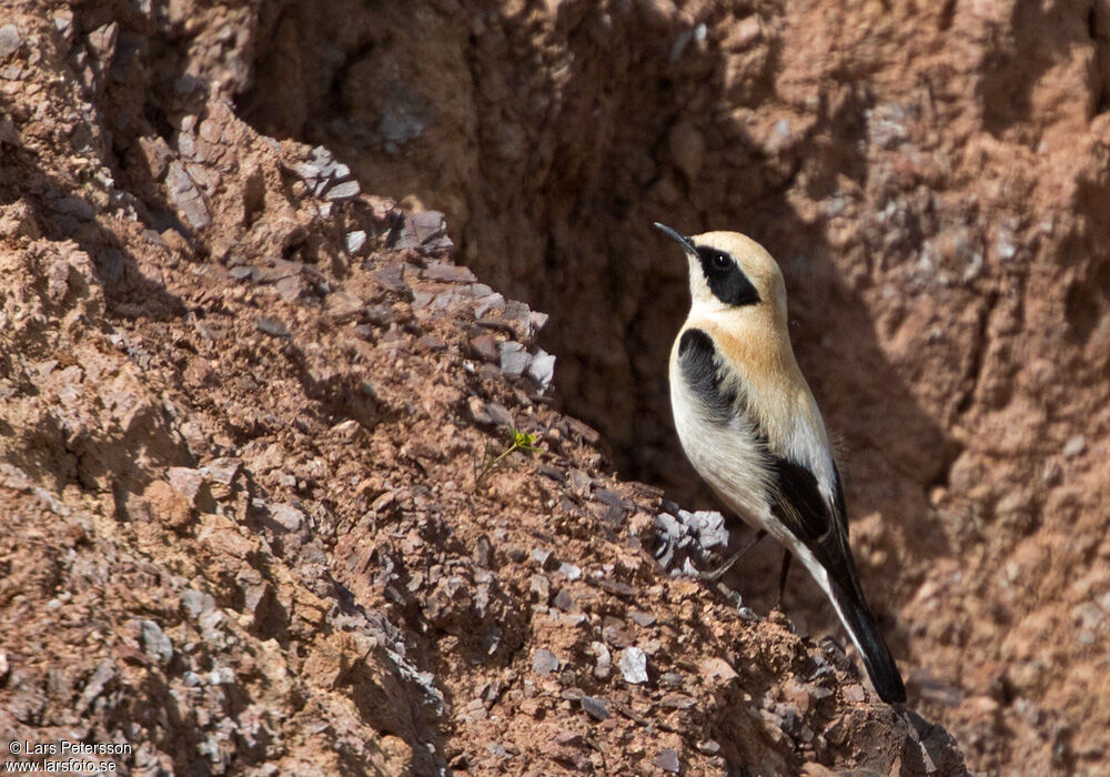 Black-eared Wheatear