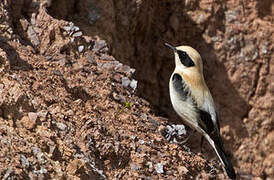 Western Black-eared Wheatear