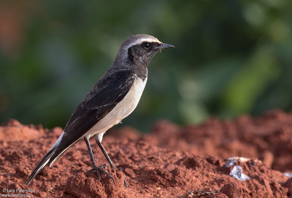 Pied Wheatear