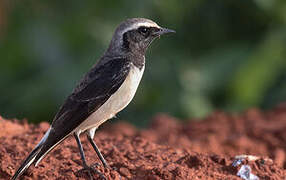 Pied Wheatear