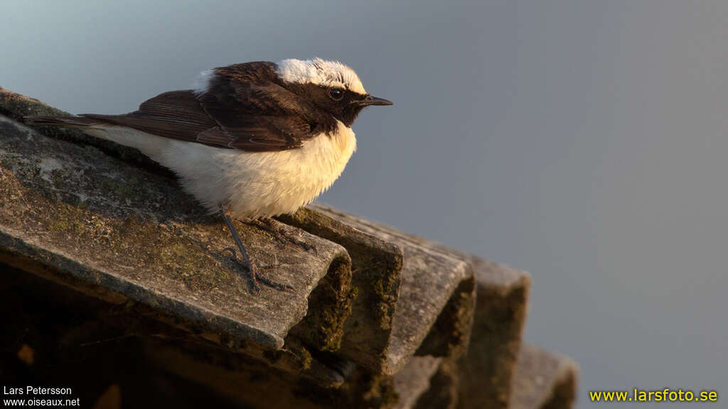 Pied Wheatear male adult breeding, pigmentation, Behaviour