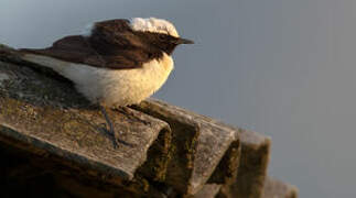 Pied Wheatear