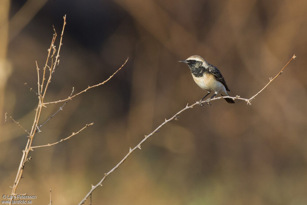 Pied Wheatear