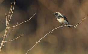 Pied Wheatear