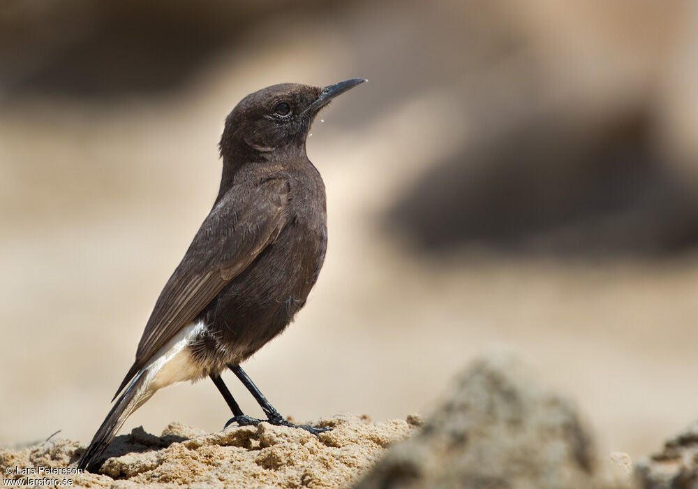 Black Wheatear