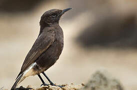 Black Wheatear