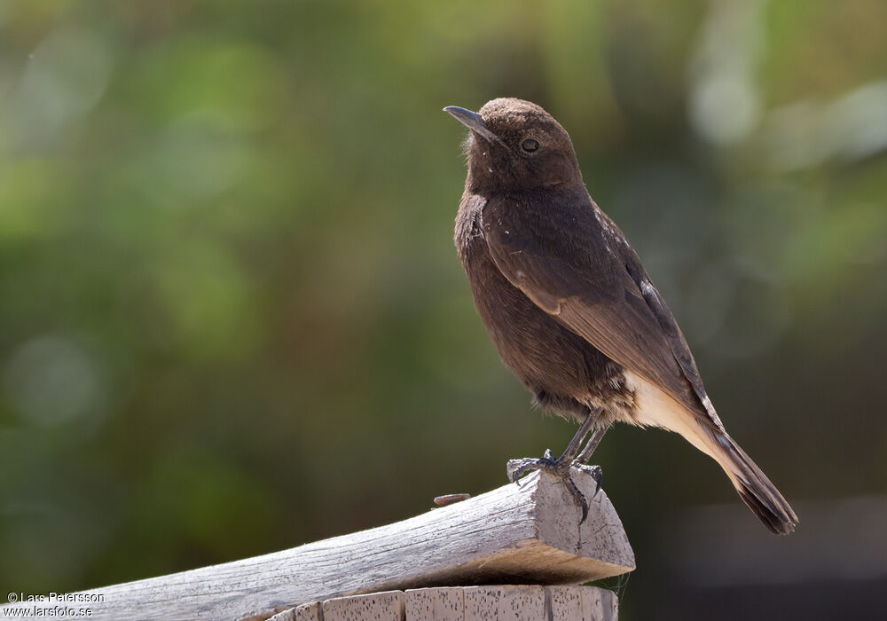 Black Wheatear