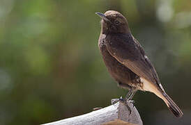 Black Wheatear