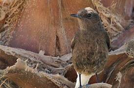 Black Wheatear