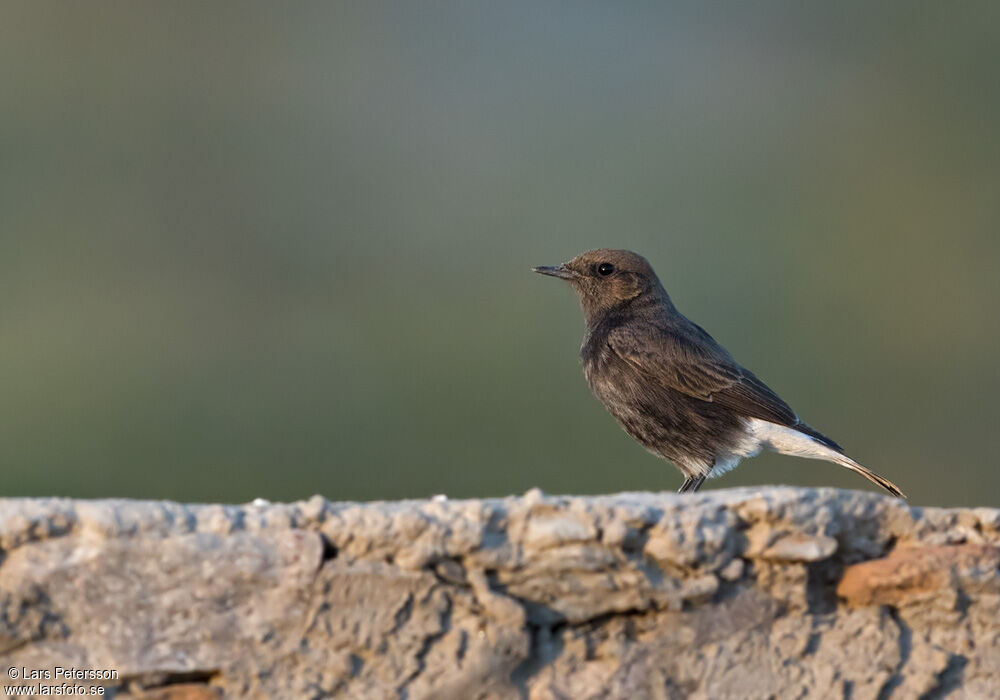 Variable Wheatear