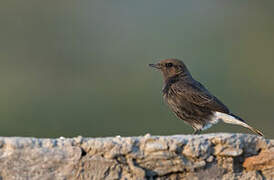 Variable Wheatear