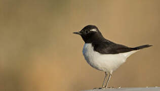 Variable Wheatear