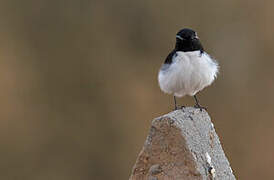 Variable Wheatear