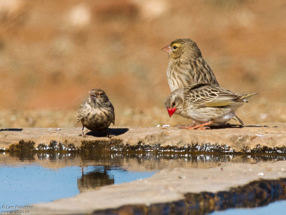 Red-billed Quelea