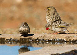 Red-billed Quelea