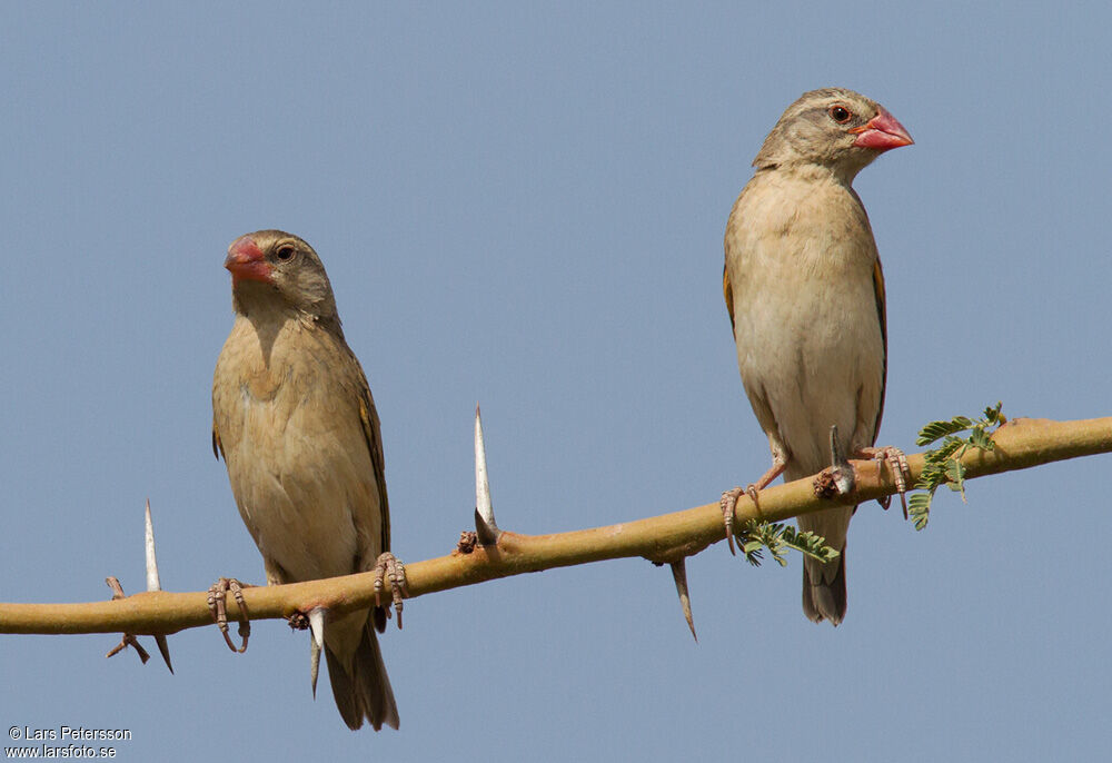 Red-billed Quelea