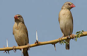 Red-billed Quelea