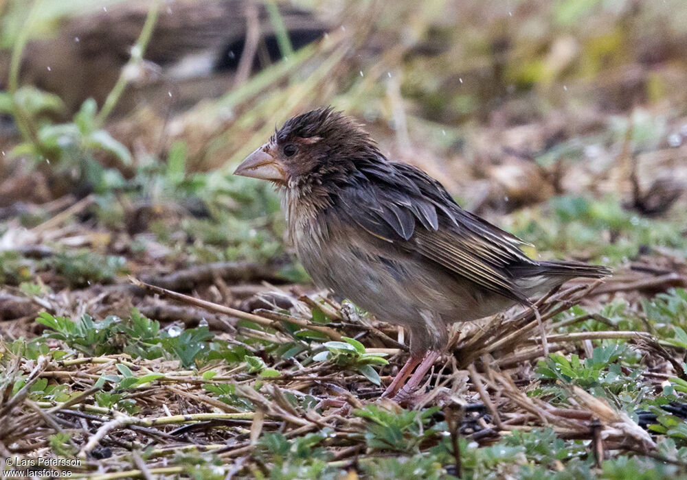 Red-headed Quelea