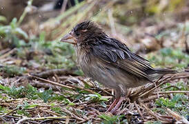 Red-headed Quelea