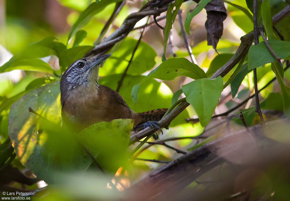 Buff-breasted Wren