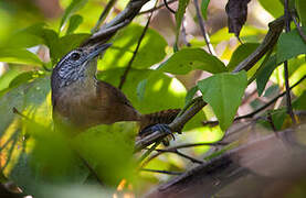 Buff-breasted Wren