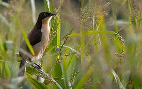 Black-capped Donacobius