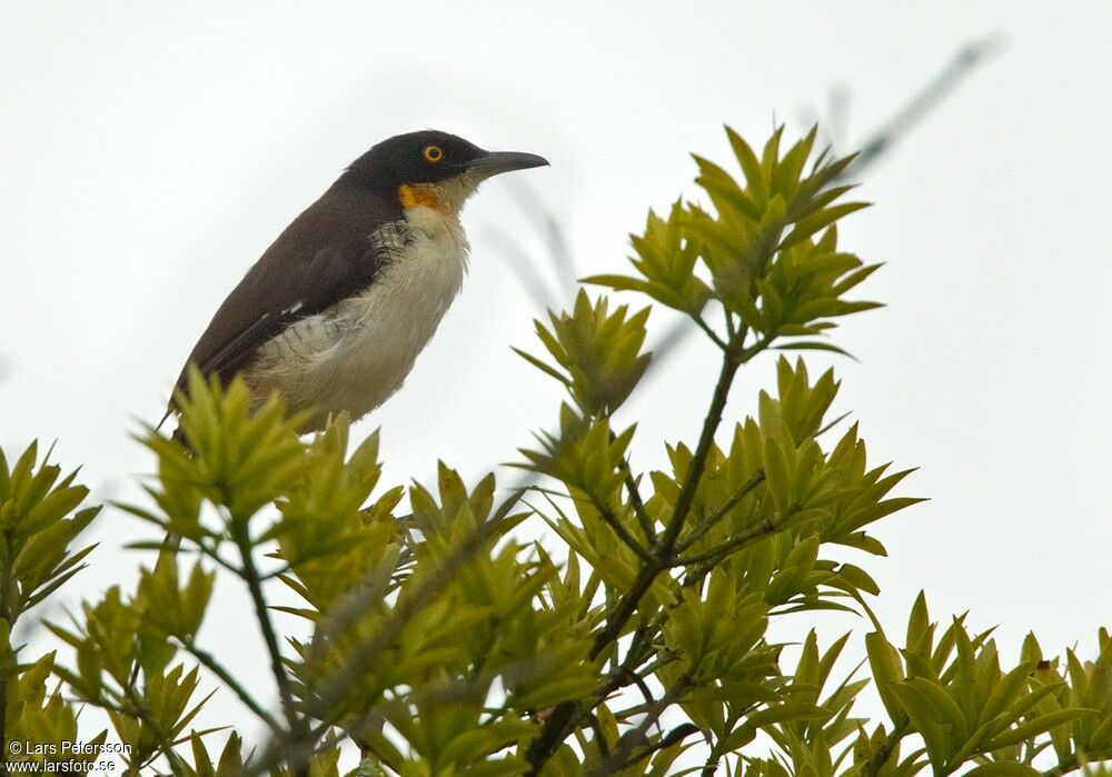 Black-capped Donacobius