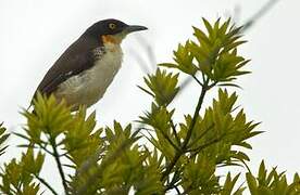 Black-capped Donacobius