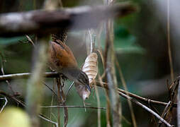 Moustached Wren