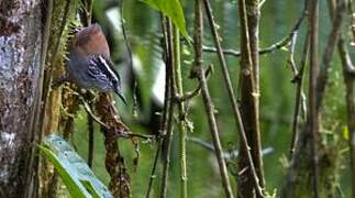 Grey-breasted Wood Wren