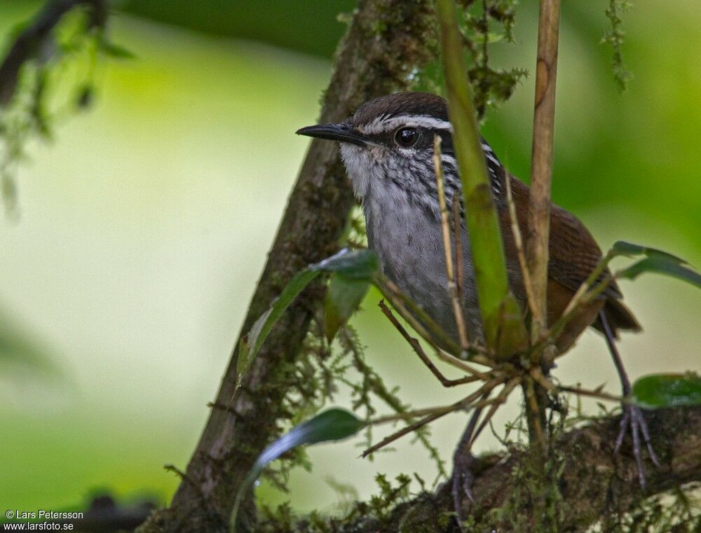 Grey-breasted Wood Wren