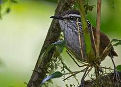 Grey-breasted Wood Wren