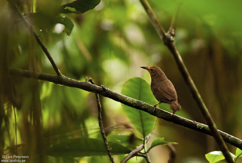 Musician Wren