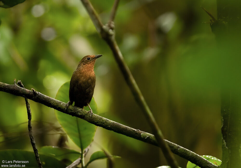 Musician Wren