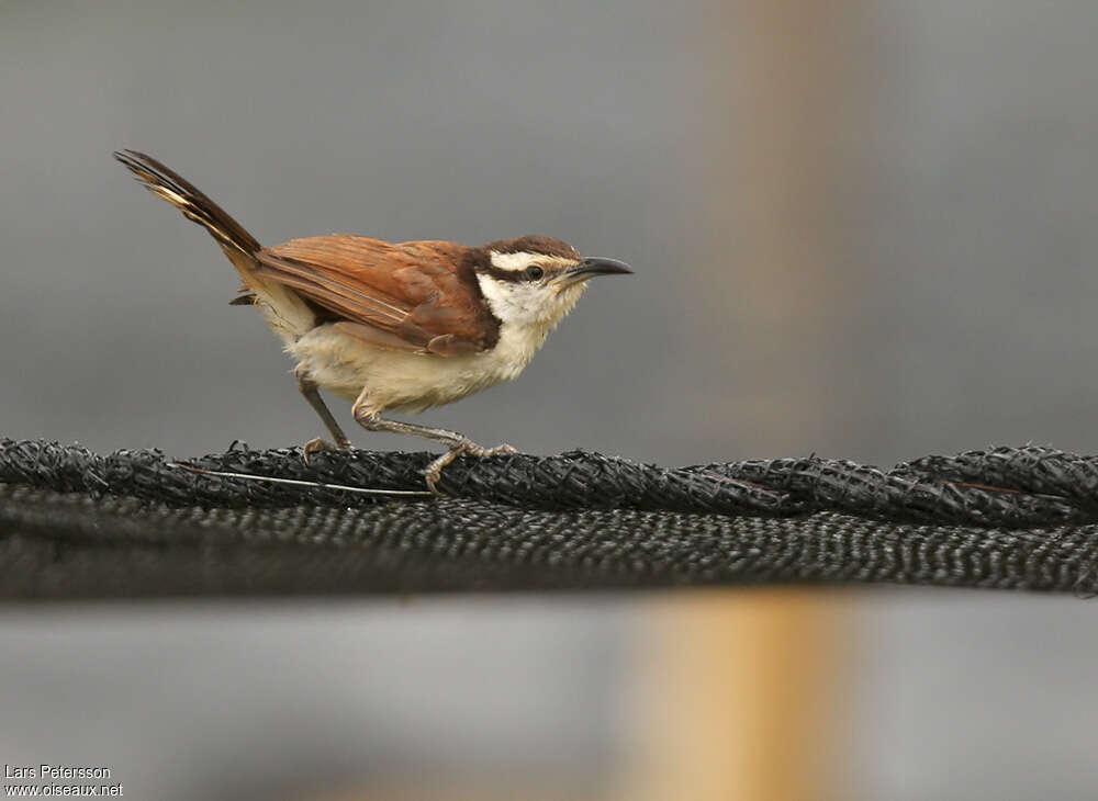 Bicolored Wrenadult, identification