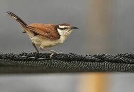 Bicolored Wren