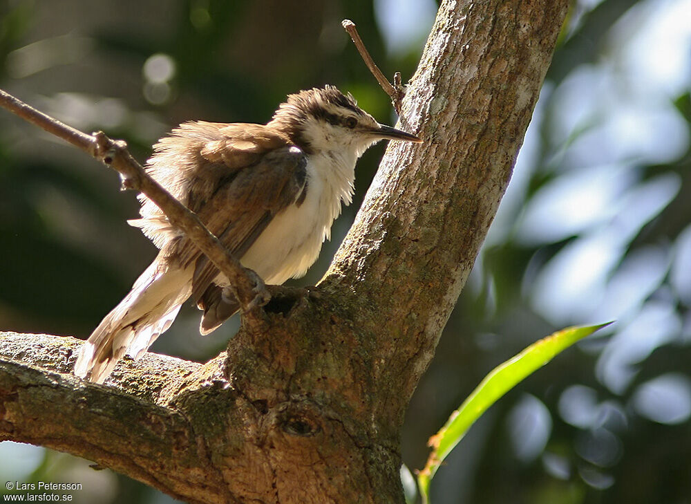 Bicolored Wren